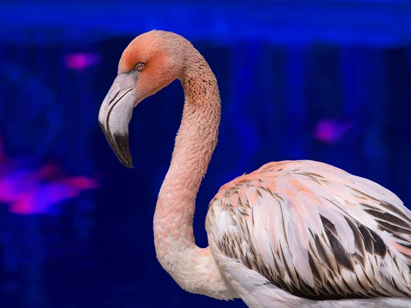 Portré Rózsaszín Flamingo Elszigetelt Kék Háttér — Stock Fotó