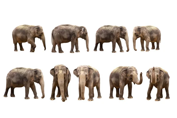 アジア象の白い背景で隔離 — ストック写真