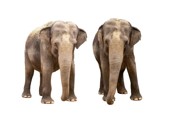 Два Азіатських Слона Ізольовані Білому Тлі — стокове фото