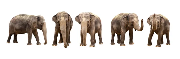 Asiatisk Elefant Isolerad Vit Bakgrund — Stockfoto