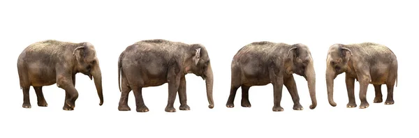 Slon Izolovaných Bílém Pozadí — Stock fotografie