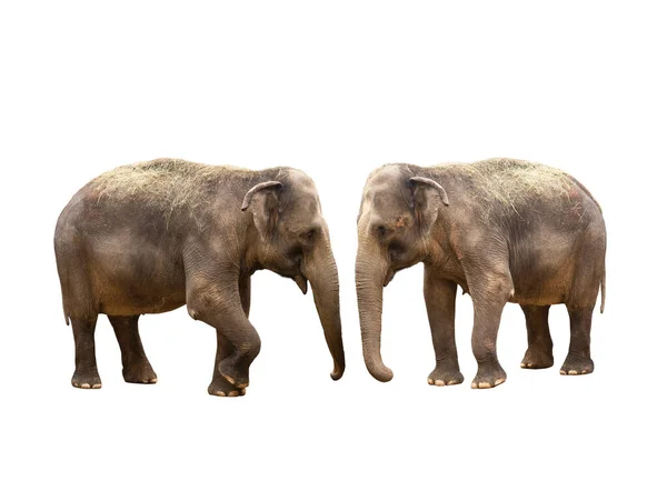 Два Азиатских Слона Изолированы Белом Фоне — стоковое фото