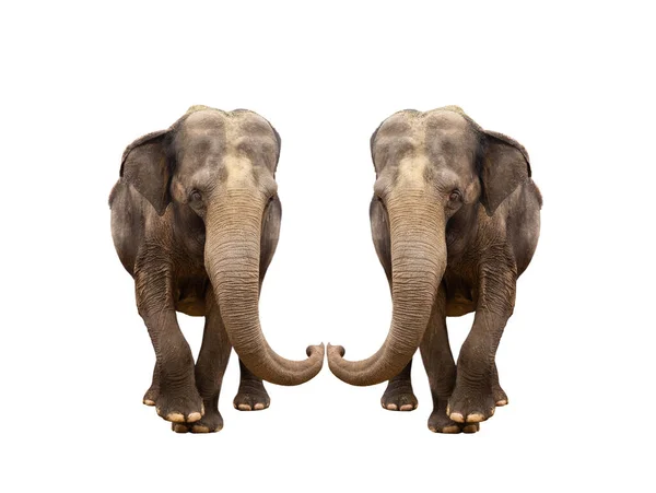 Dois Elefante Asiático Isolado Fundo Branco — Fotografia de Stock
