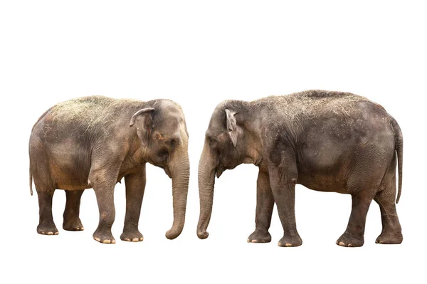 Δύο Ασιατικό Ελέφαντα Απομονώνονται Λευκό Φόντο — Φωτογραφία Αρχείου