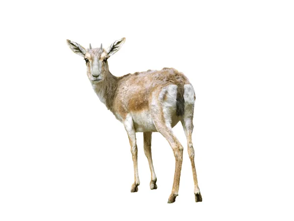 Mouflon Ovis Musimon Белом Фоне — стоковое фото