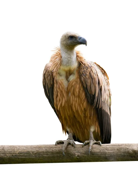 Avvoltoio Grifone Gyps Fulvus Seduto Ramo Albero Isolato Sfondo Bianco — Foto Stock
