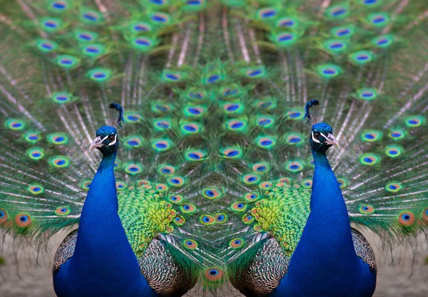 Two Portrait Blue Peacock Spread Tail — Stock Photo, Image