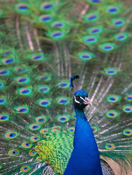 Mavi Tavus Kuşu Portresi Yayılmış Kuyruklu — Stok fotoğraf