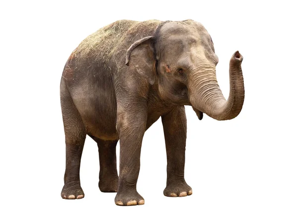 Азиатский Слон Одинокий Белом Фоне — стоковое фото