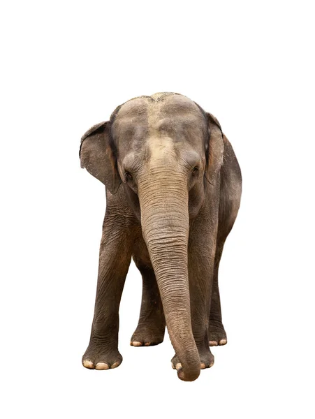 Elefante Isolado Sobre Fundo Branco — Fotografia de Stock