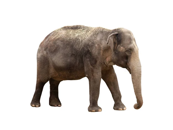 Geht Asiatische Elefant Isoliert Auf Weißem Hintergrund — Stockfoto