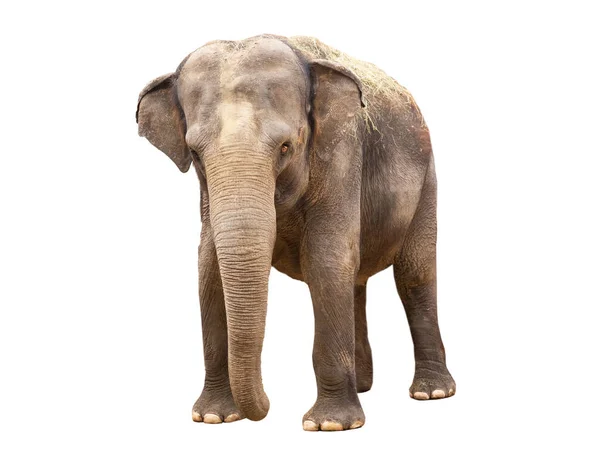 Ασιατικός Ελέφαντας Που Απομονώνονται Λευκό Φόντο — Φωτογραφία Αρχείου