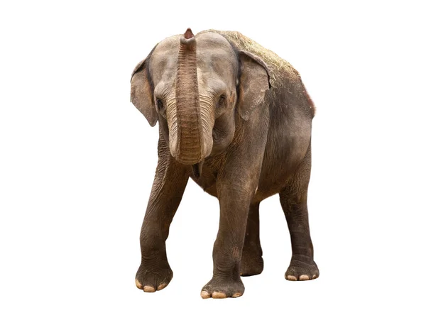 Πηγαίνει Ασιατικό Ελέφαντα Απομονώνονται Λευκό Φόντο — Φωτογραφία Αρχείου