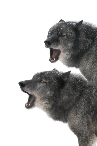 Δύο Καναδέζοι Λύκοι Ουρλιάζουν Απομονωμένοι Λευκό Φόντο — Φωτογραφία Αρχείου