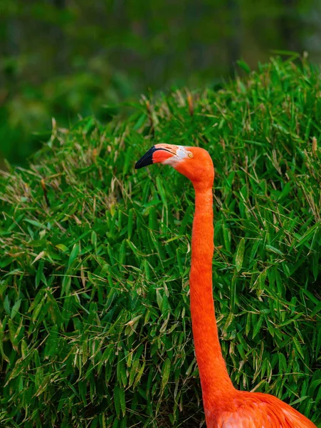 Porträt Eines Roten Flamingos Phoenicopterus Auf Grünem Hintergrund — Stockfoto