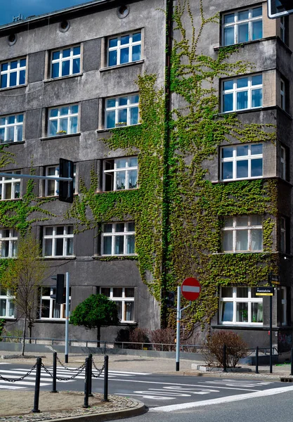 stock image 2022-04-17 ivy plant wraps around a multi-storey building katowice poland