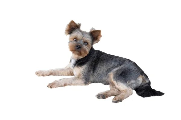 Yorkshire Terrier Lies Isolated White Background — Stock Photo, Image