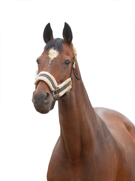 Paard Portret Geïsoleerd Witte Achtergrond — Stockfoto