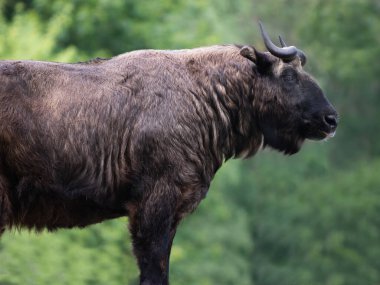 mishmi takin beyaz arkaplanda izole edildi