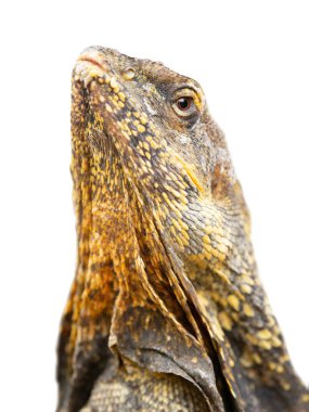  Beyaz arka planda izole edilmiş, fırfırlı kertenkele.