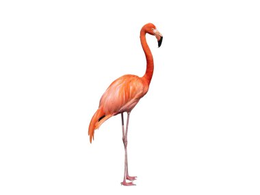  Flamingo beyaz arkaplanda izole edildi