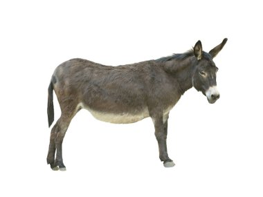 Eşek beyaz arkaplanda izole edildi