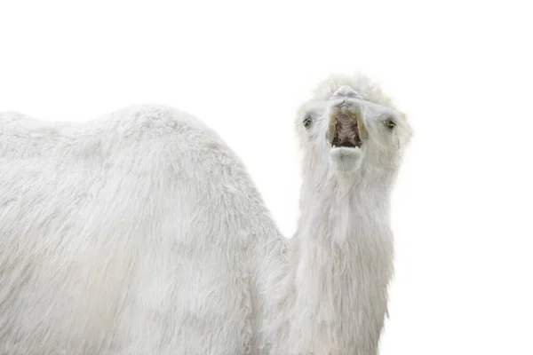 Choro Camelo Branco Isolado Fundo Branco — Fotografia de Stock