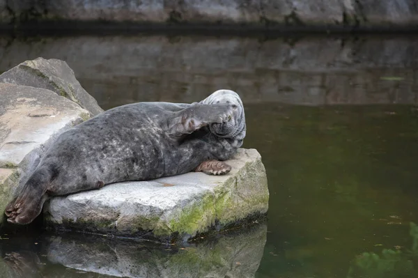 Fur Seal Lies Stone Looks Camera — Stock Photo, Image