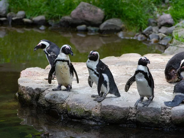 Pingüino Aislado Sobre Fondo Blanco — Foto de Stock