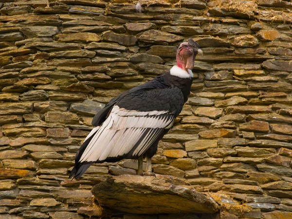 Vultur Gryphus Изолированы Фоне Камней — стоковое фото