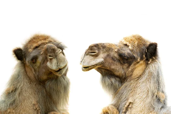 Δύο Καμήλα Καμήλα Δρομέδιος Πορτρέτο Απομονώνονται Λευκό Φόντο — Φωτογραφία Αρχείου