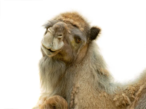 Cammello Camelus Dromedarius Ritratto Isolato Sfondo Bianco — Foto Stock
