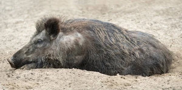 Wildschwein Liegt Freier Wildbahn Auf Dem Sand — Stockfoto