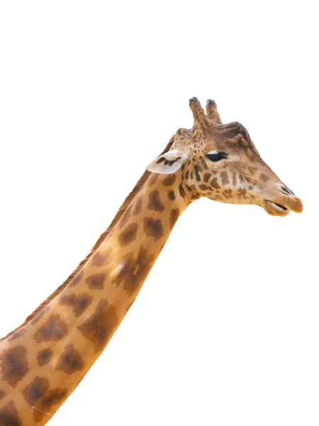 Ritratto Giraffa Isolato Sfondo Bianco — Foto Stock