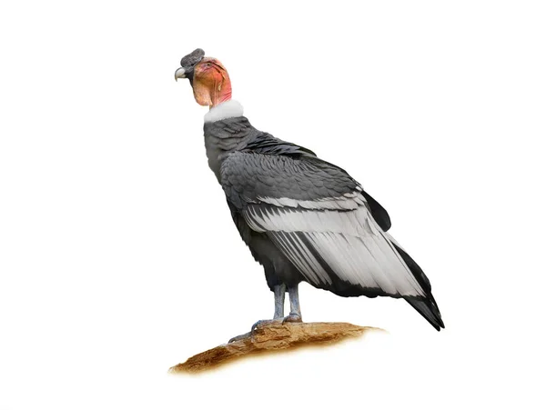 Vultur Gryphus Απομονωμένο Λευκό Φόντο — Φωτογραφία Αρχείου