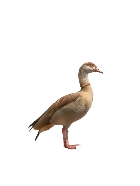 Egyptian Goose Isolated White Background — Stock Photo, Image