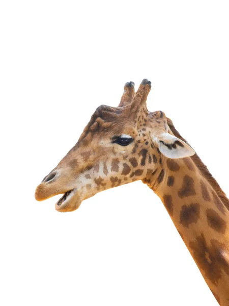 Retrato Girafa Isolado Sobre Fundo Branco — Fotografia de Stock