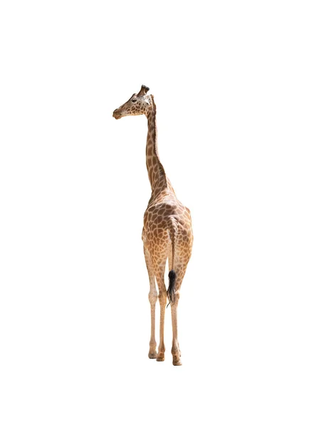 Giraffe Isoliert Auf Weißem Hintergrund — Stockfoto