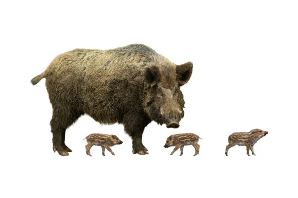 Alte Wildschweine Mit Kleinen Ferkeln Auf Weißem Hintergrund — Stockfoto