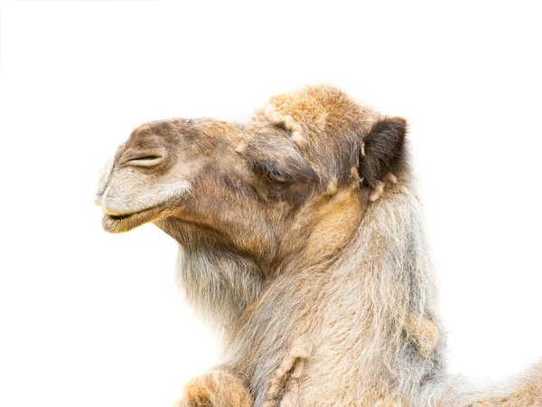 Retrato Camelo Camelus Dromedarius Isolado Sobre Fundo Branco — Fotografia de Stock