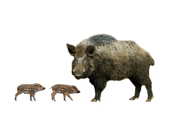 배경에 돼지가 멧돼지 — 스톡 사진