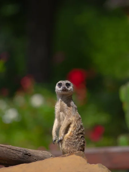Meerkat Στέκεται Στα Πίσω Πόδια Του Ένα Θολό Φόντο — Φωτογραφία Αρχείου
