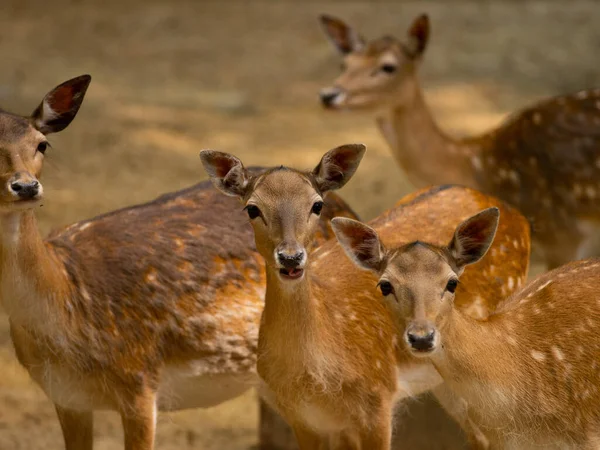Kahverengi arka planda Avrupa geyikleri (dama dama dama)