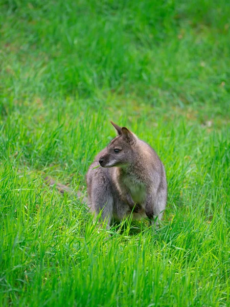 Känguru Macropus Rufogriseus Isolerad Vit Bakgrund — Stockfoto