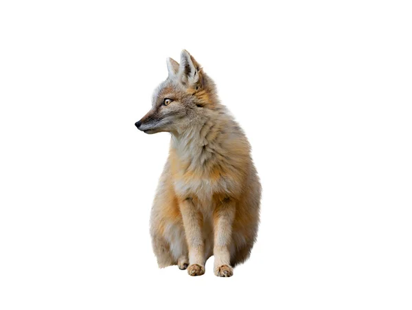 Corsac Fox Sentado Isolado Fundo Branco — Fotografia de Stock
