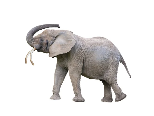 Elefante Com Tronco Levantado Isolado Sobre Fundo Branco — Fotografia de Stock