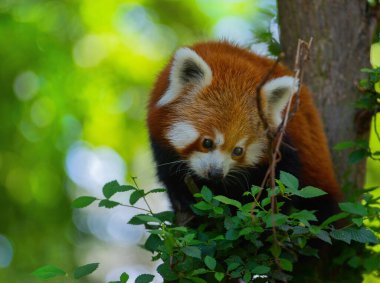 Kızıl panda ağaçta oturur ve aşağı bakar.