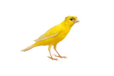 beautiful canary isolated on white background clipart