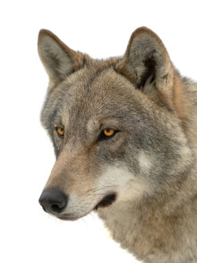 Beyaz arkaplanda izole edilmiş gri kurt portresi