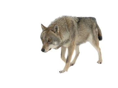 Karda yürüyen kurt beyaz arka planda izole edilmiş.